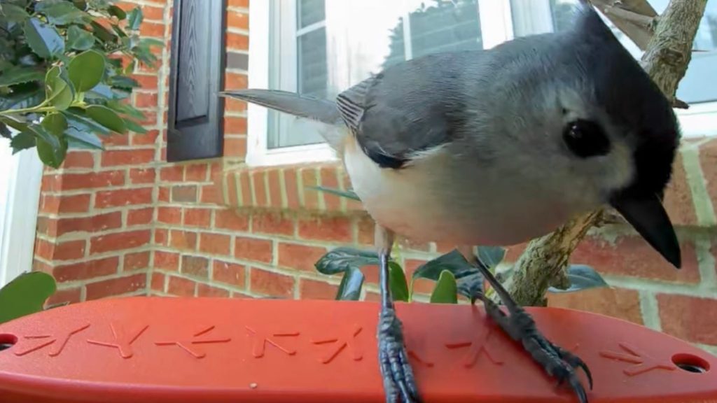 I arrange a fowl digital camera in my yard, and it captured issues I would by no means seen earlier than I arrange a fowl digital camera in my yard, and it captured issues I would by no means seen earlier than