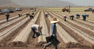 Column: Do you imagine that deported farmworkers might be changed by Medicaid recipients?