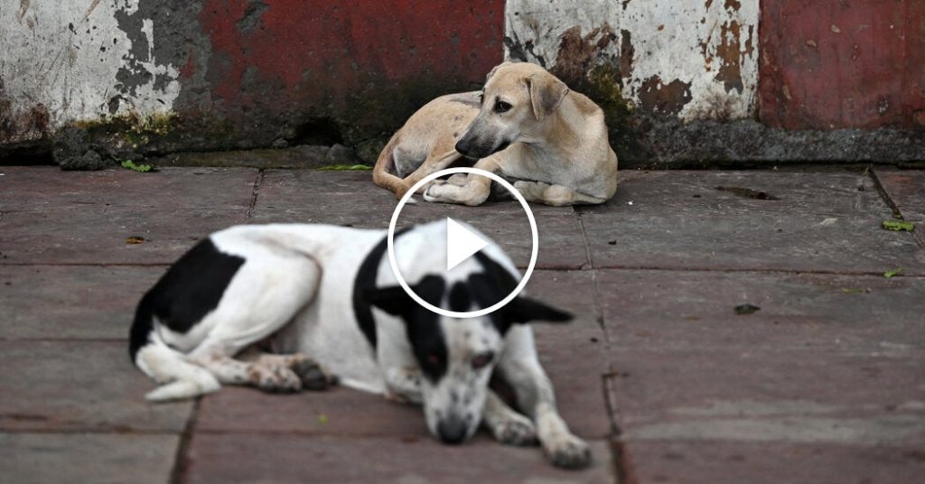 India Orders Elimination of Stray Canine