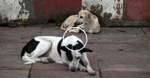 India Orders Elimination of Stray Canine