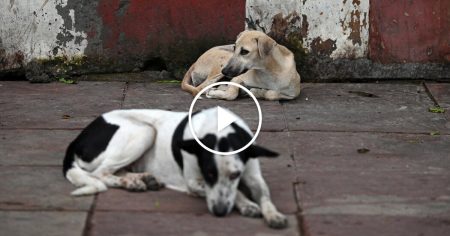 India Orders Elimination of Stray Canine