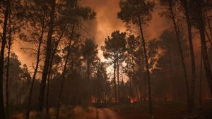 Portugal experiences first dying from heatwave fires