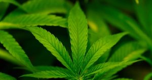 Trump says he might reclassify hashish as much less harmful drug | Medicine Information