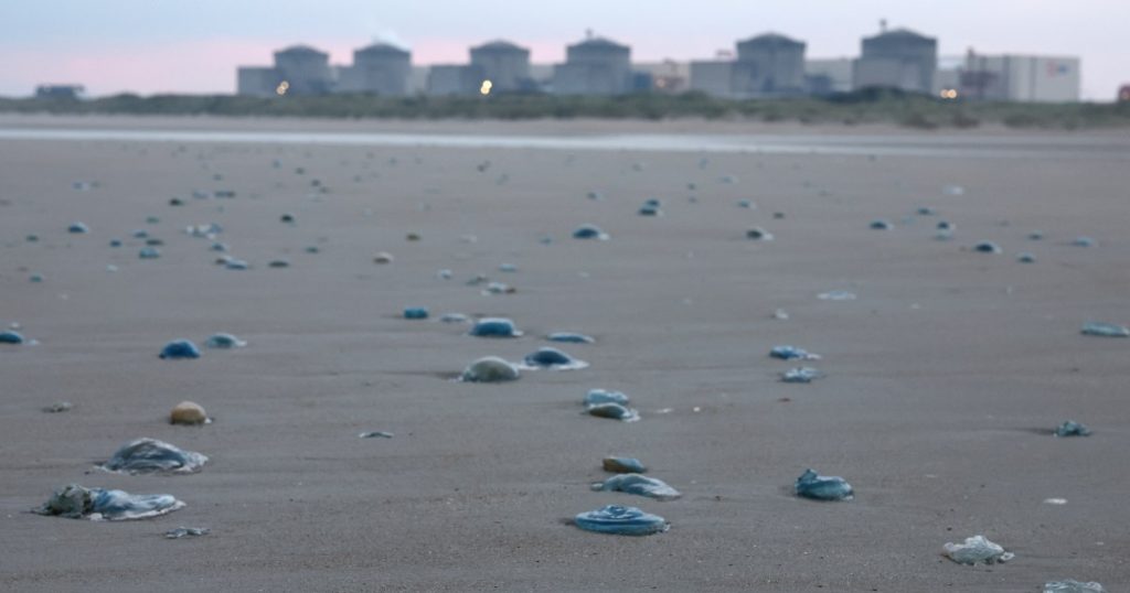 Swarm of jellyfish forces shutdown at French nuclear energy plant | Nuclear Power Information