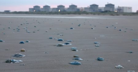 Swarm of jellyfish forces shutdown at French nuclear energy plant | Nuclear Power Information