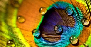 Peacock Feathers Are Gorgeous. They Can Additionally Emit Laser Beams