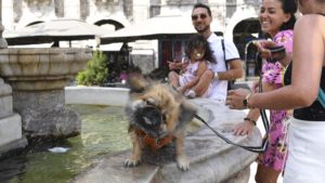 Commentary: How canine changed kids in Italy