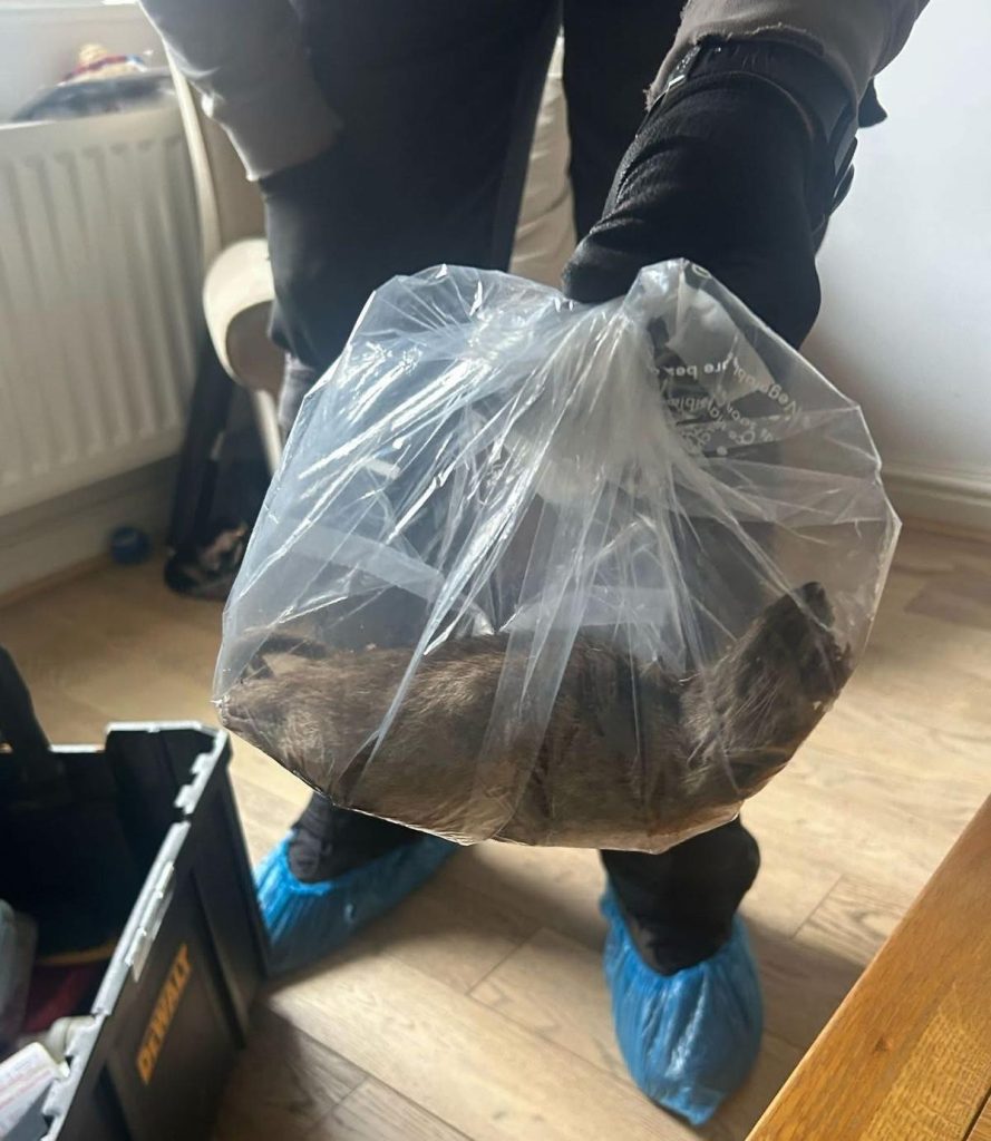 Large 22-inch rat present in Yorkshire dwelling – and councillor warns they’re all over the place within the UK