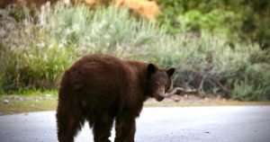 Taking pictures an already tranquilized bear is ‘an act of cruelty’