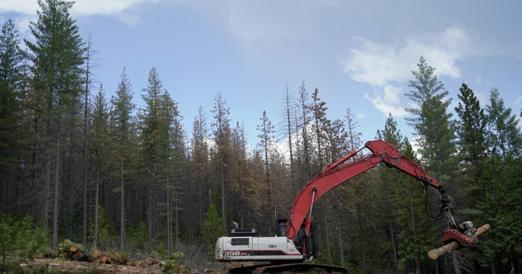 Letters to the Editor: California should study from previous forest fires and ban clear-cut logging