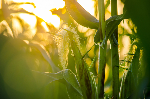 America’s Corn Belt Dilemma | Armstrong Economics America’s Corn Belt Dilemma | Armstrong Economics