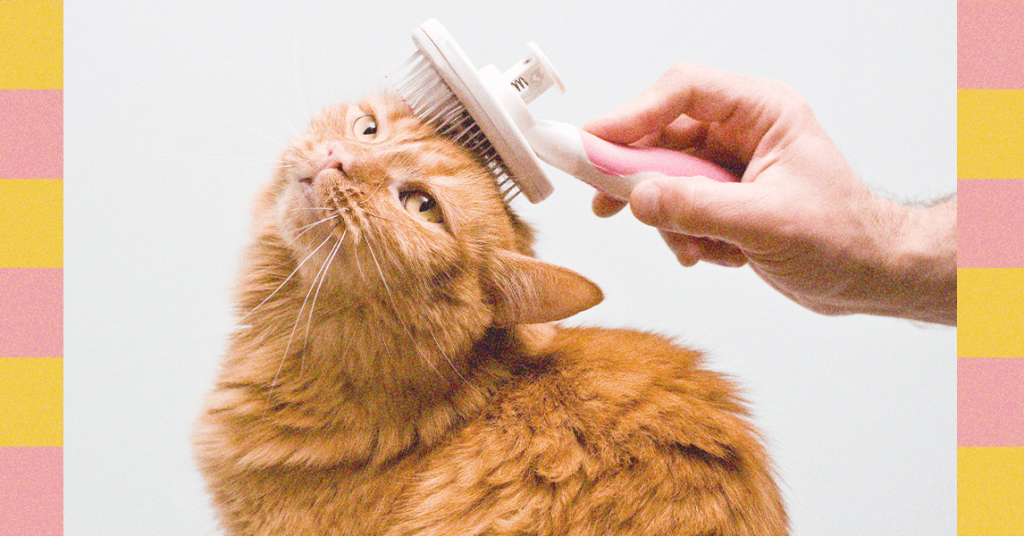 Clear Your Canine’s Ears and Clip Your Cat’s Nails—Consultants Weigh In (2025) Clear Your Canine’s Ears and Clip Your Cat’s Nails—Consultants Weigh In (2025)