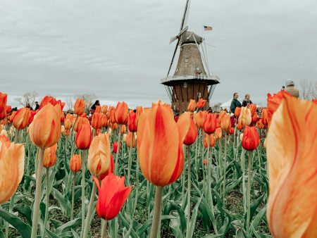 Past the Canals: A Solo Traveler’s Information to the Dutch Countryside